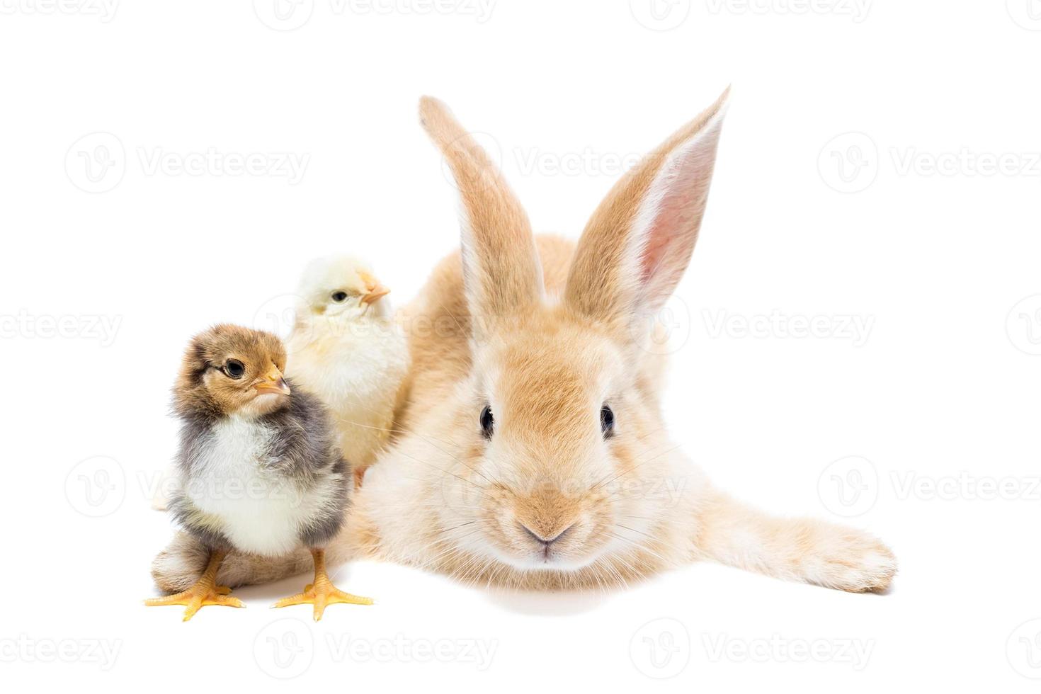 Rabbit and chicken photo