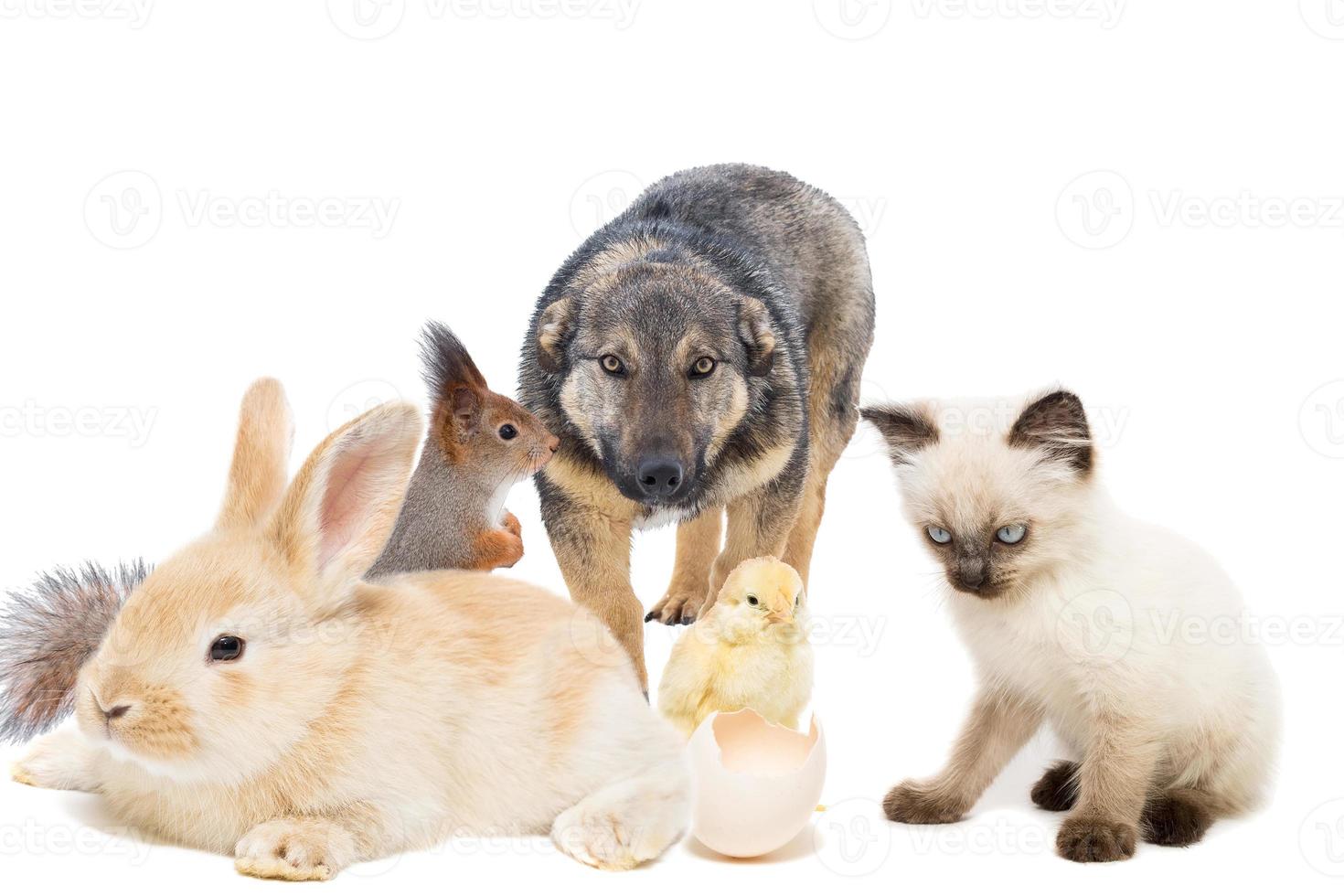 Animals on a white background photo