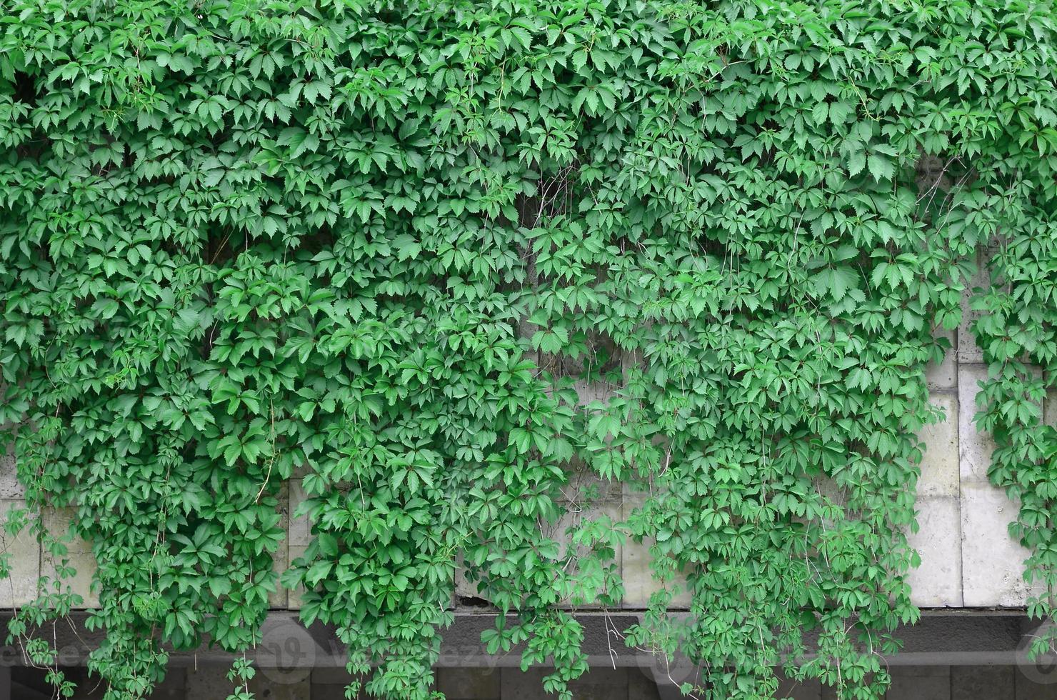 Green ivy grows along the beige wall of painted tiles. Texture of dense thickets of wild ivy photo