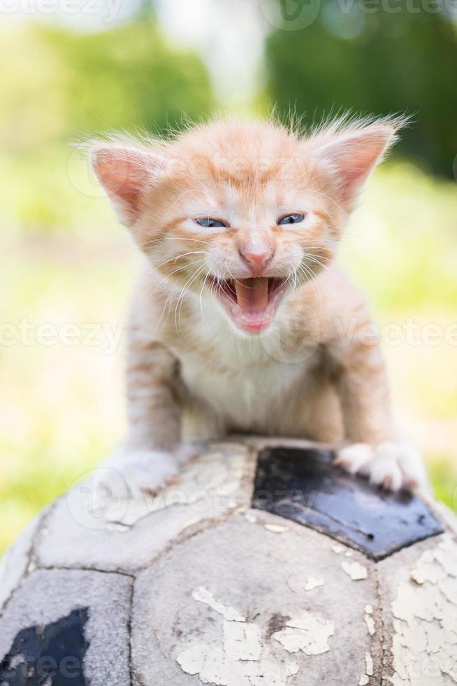 gatito con una pelota de futbol foto