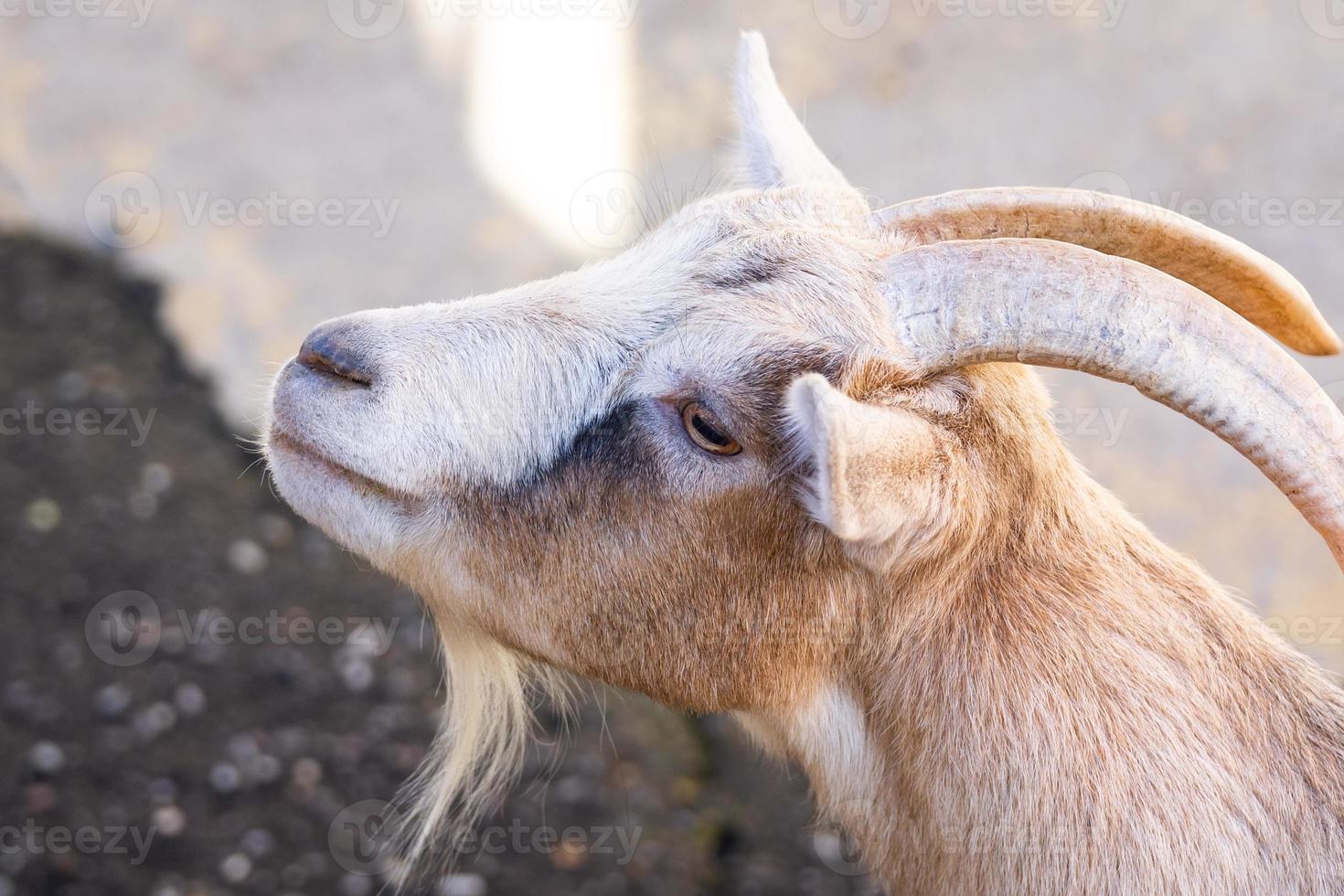 goat in nature photo