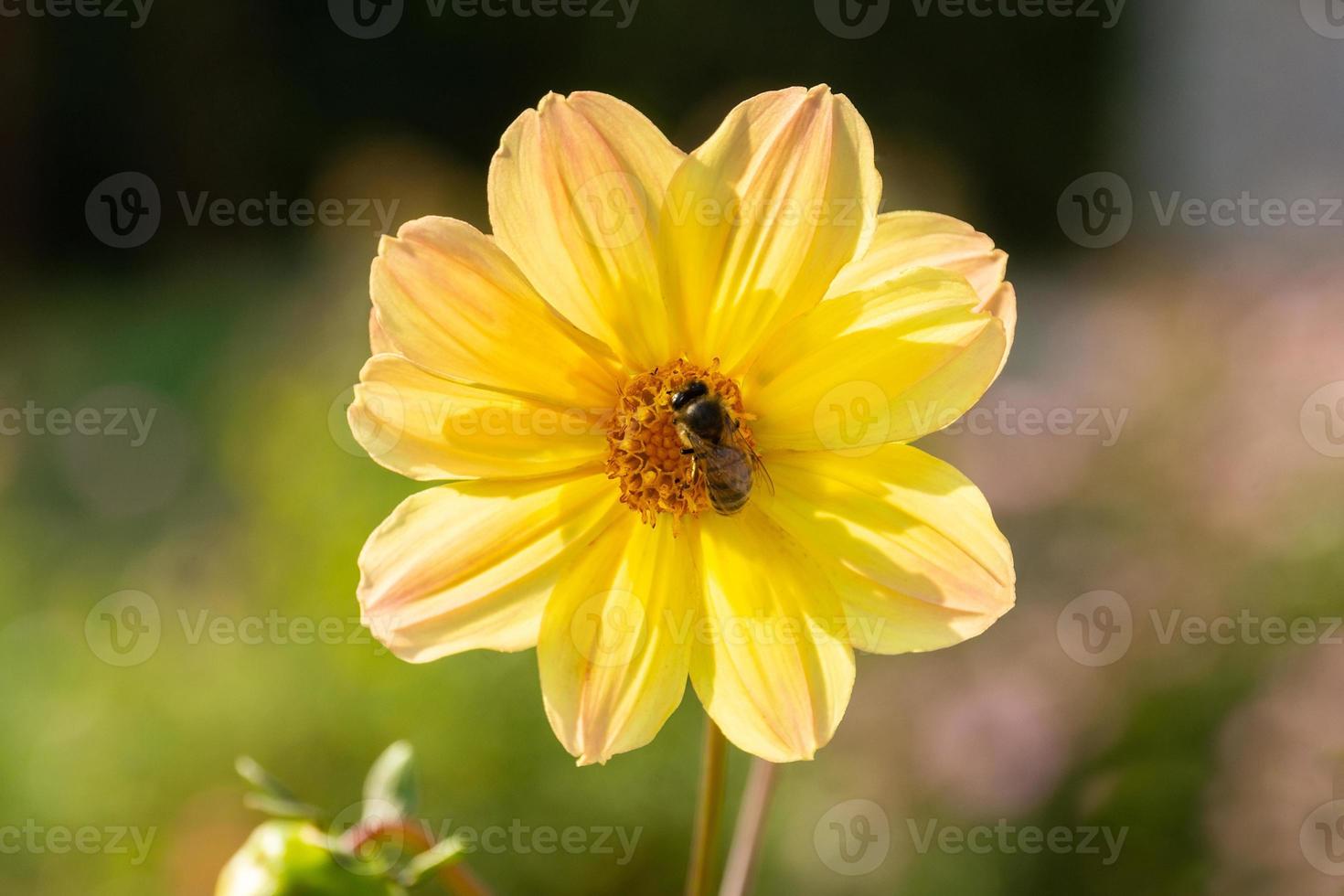 Bee on a flower photo