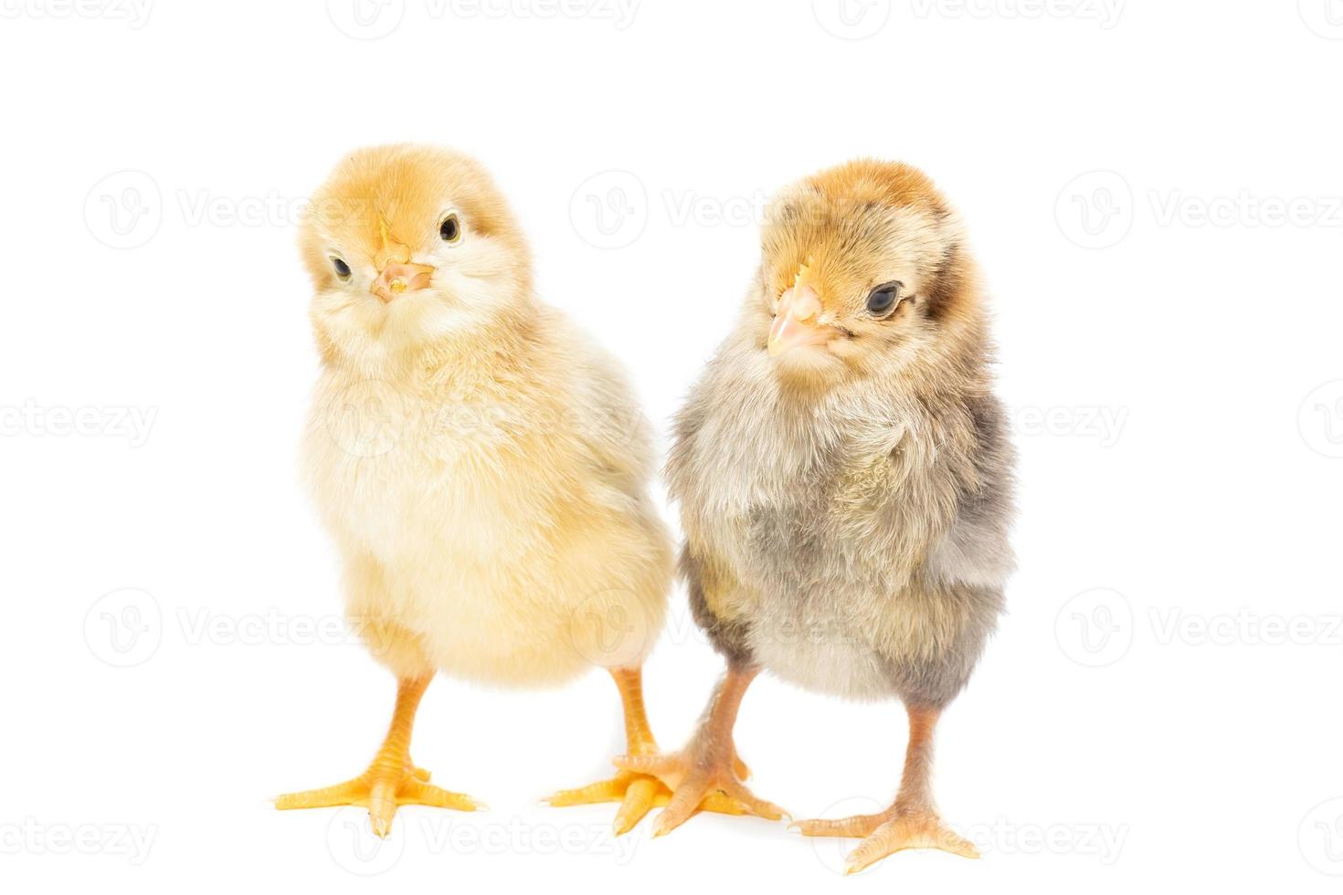 Two chickens on white background photo