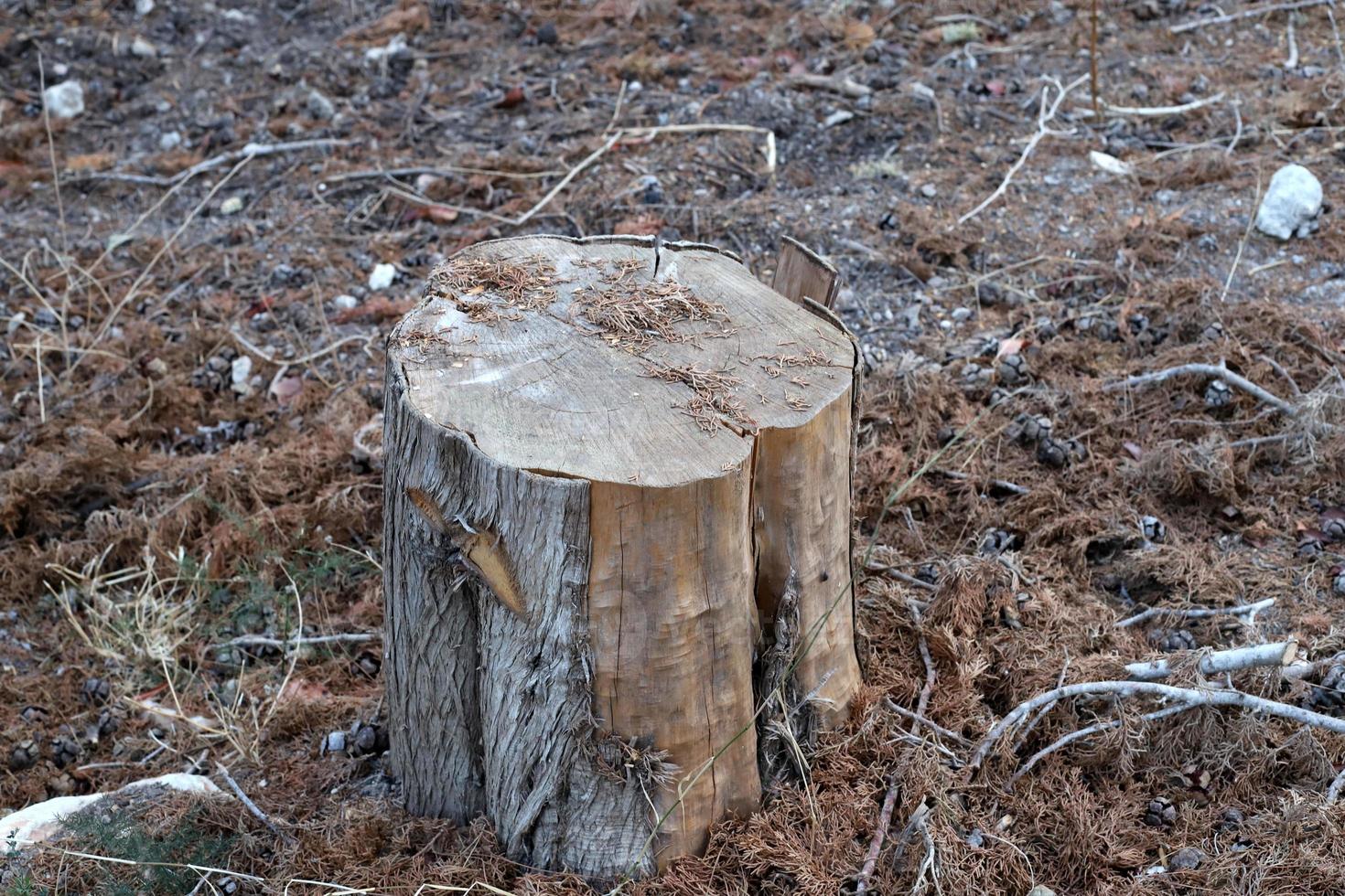 An old stump is a small part of a felled tree trunk. photo