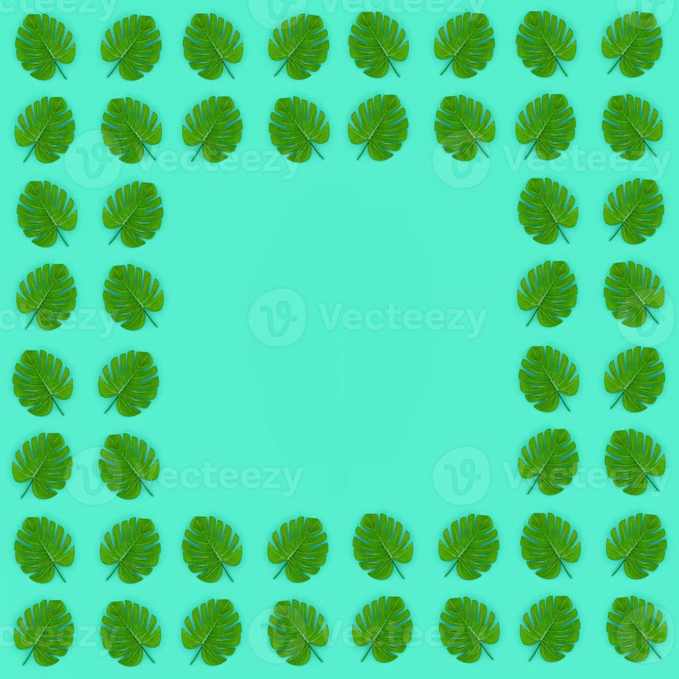 Tropical palm monstera leaves lies on a pastel colored paper. Nature summer concept pattern. Flat lay composition. Top view photo
