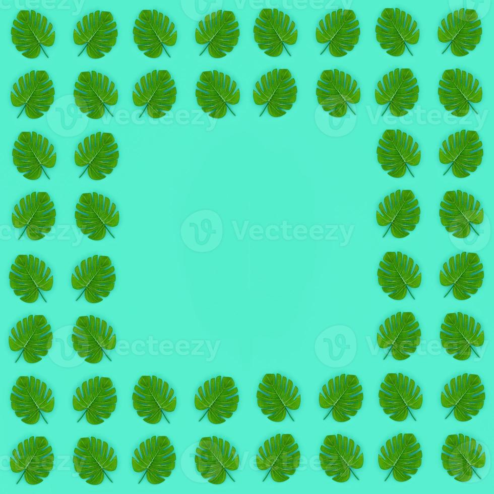 Tropical palm monstera leaves lies on a pastel colored paper. Nature summer concept pattern. Flat lay composition. Top view photo