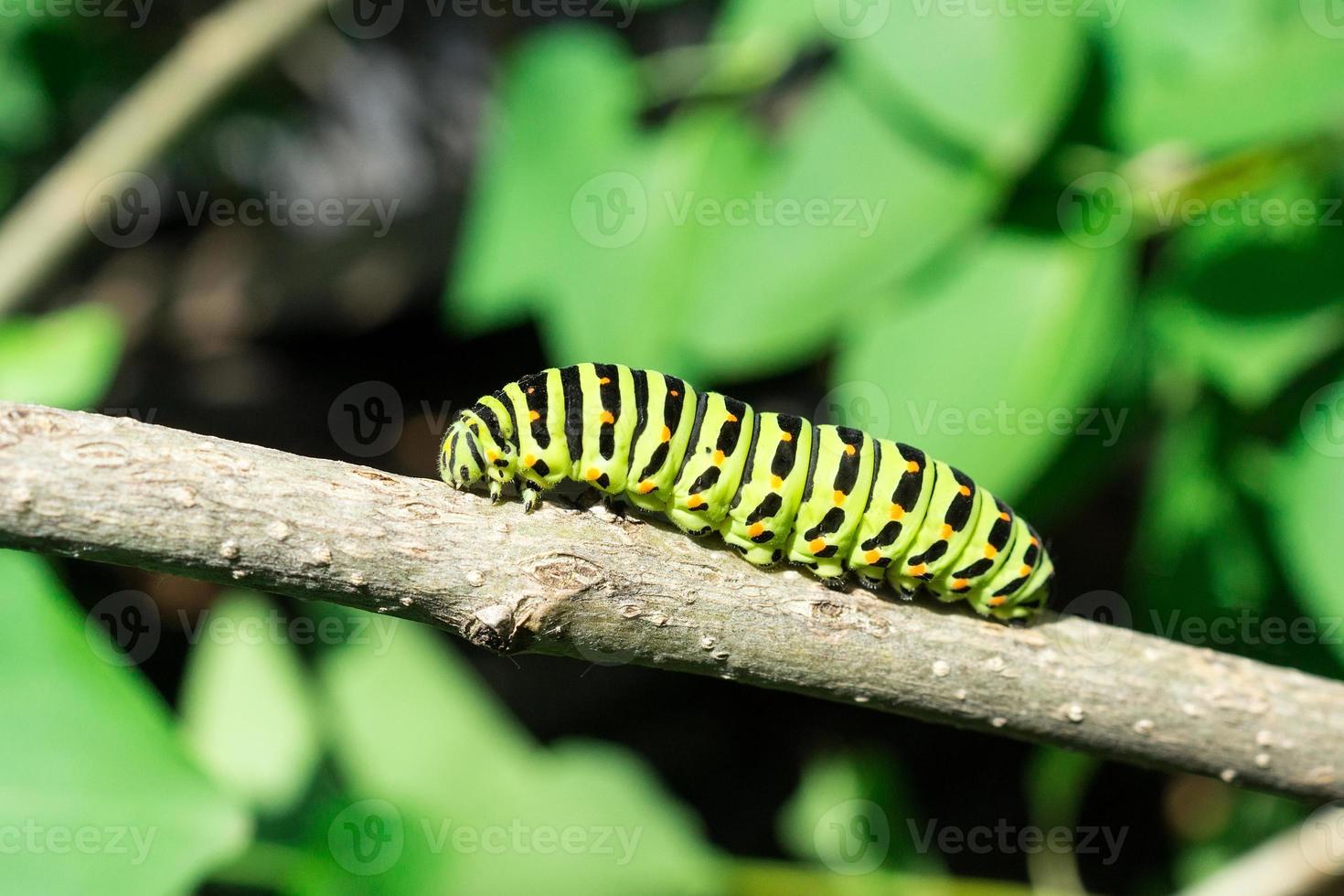 oruga verde en hoja lila foto