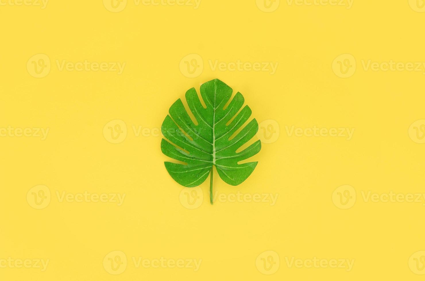 Tropical palm monstera leaf lies on a pastel colored paper. Minimal nature summer concept. Flat lay composition. Top view photo