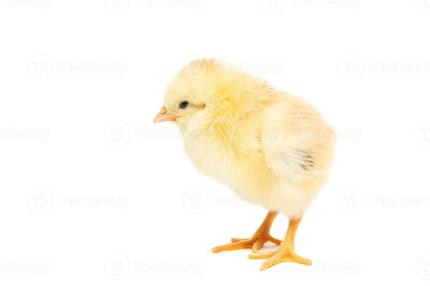 Chicken on white background photo