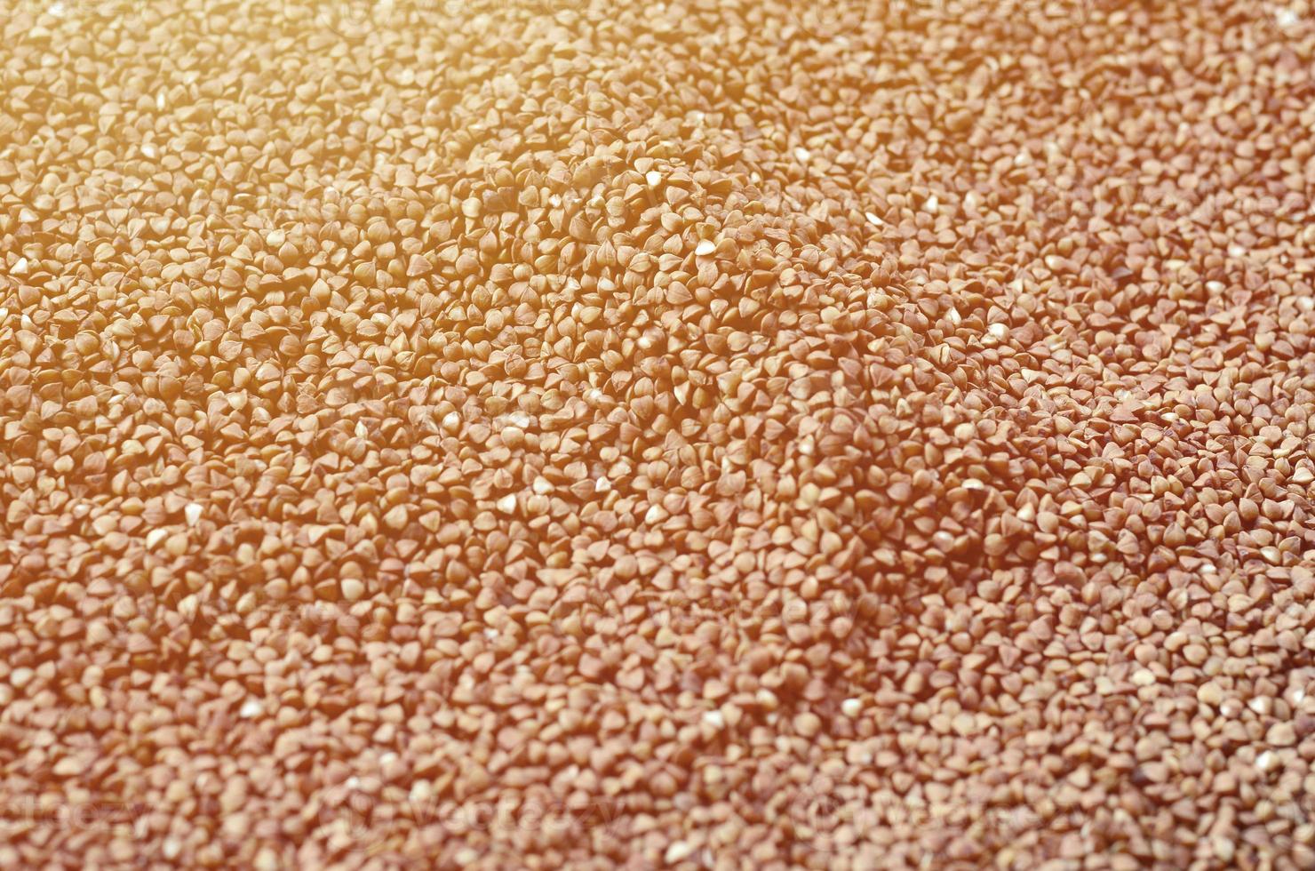 Background texture of a large pile of buckwheat. Many buckwheat grains close-up in daylight photo