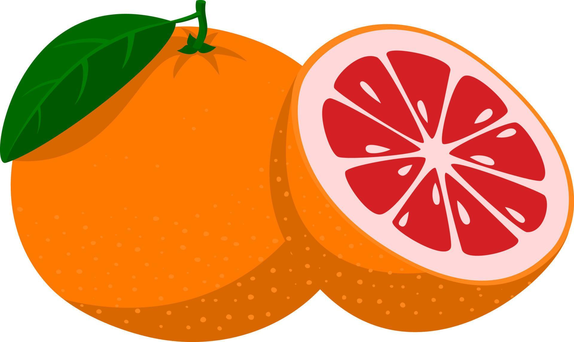 Fresh grapefruit. Whole grapefruit fruits and an grapefruitcut in half. Cartoon style. vector