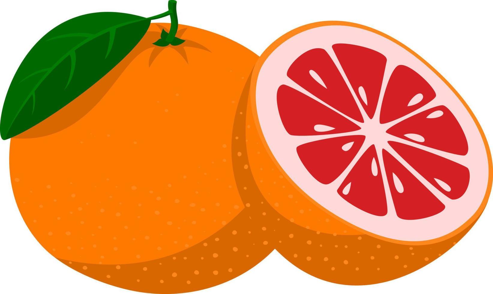 pomelo fresco. frutos de pomelo enteros y un pomelo cortado por la mitad. estilo de dibujos animados ilustración vectorial aislada en un fondo blanco vector