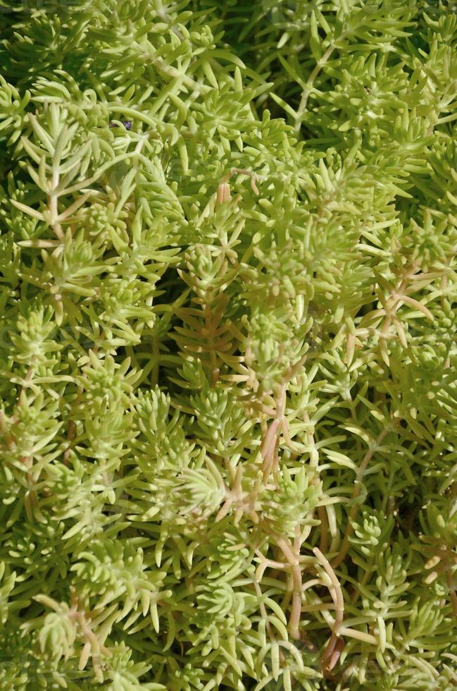 Texture of a bush of a green plant, similar to underwater algae photo