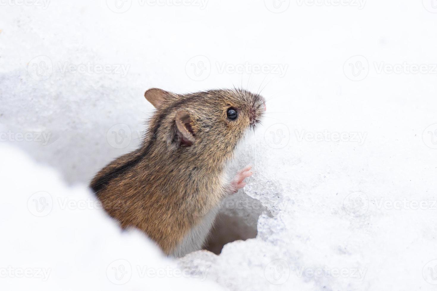 mouse snow winter photo