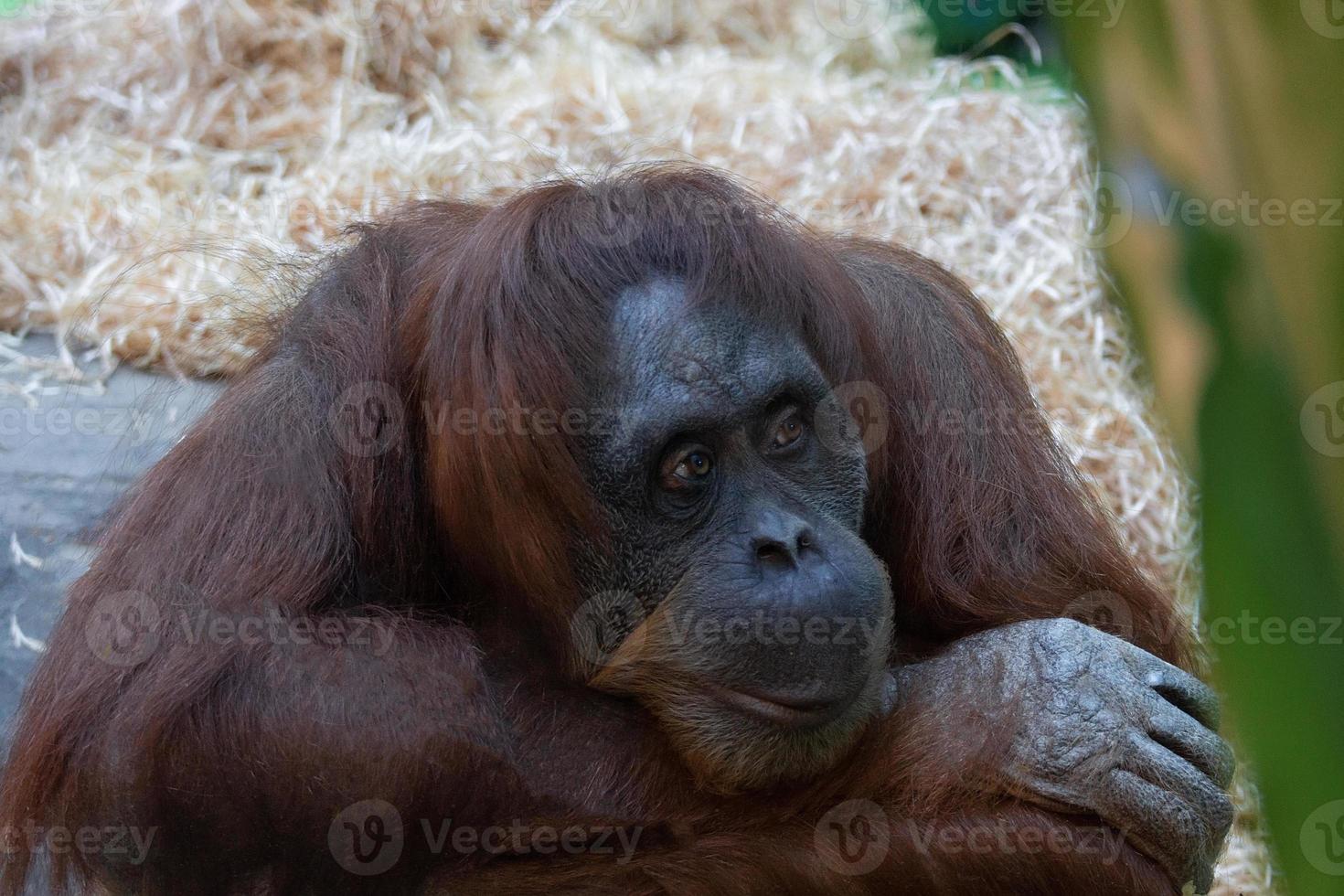 orangutan at the zoo photo