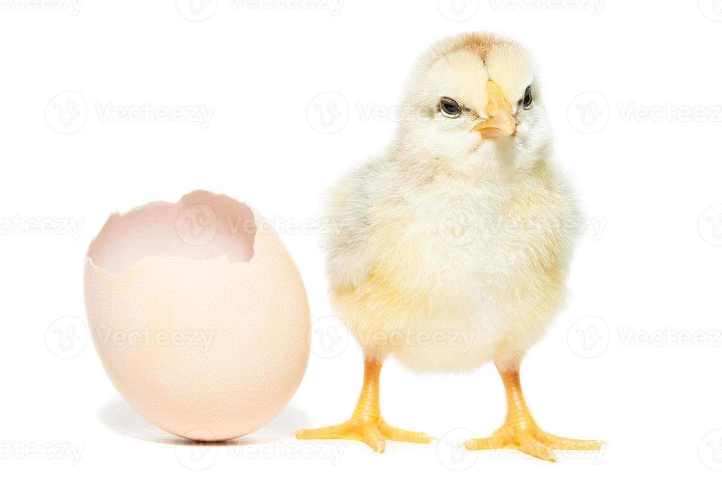 Chicken hatched from the shell photo