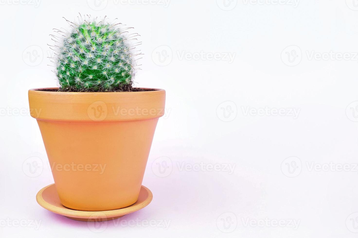 Cactus on a pink background photo