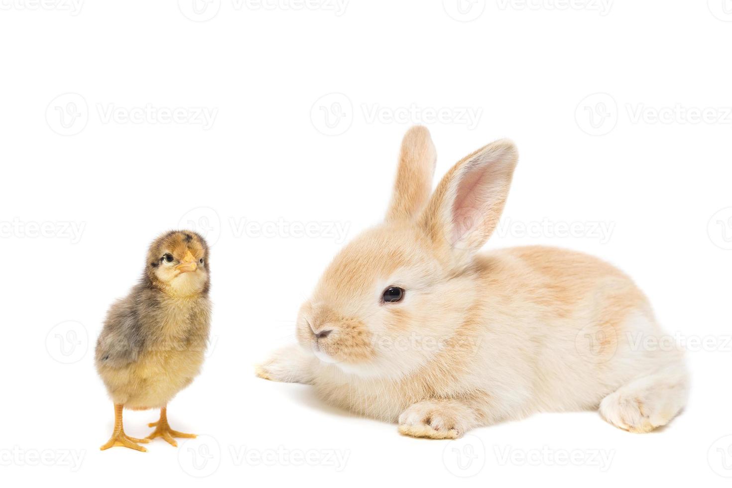 Bunny and chicken photo