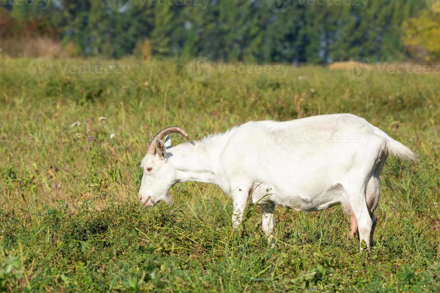 goat in a meadow photo