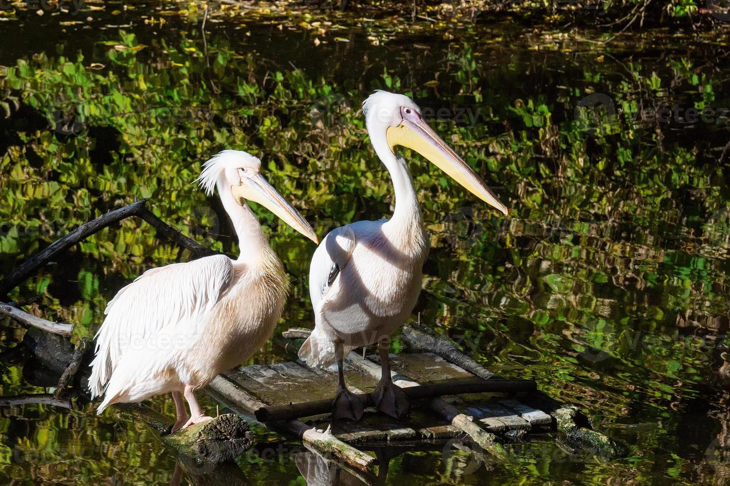 Pelicans in the pond photo