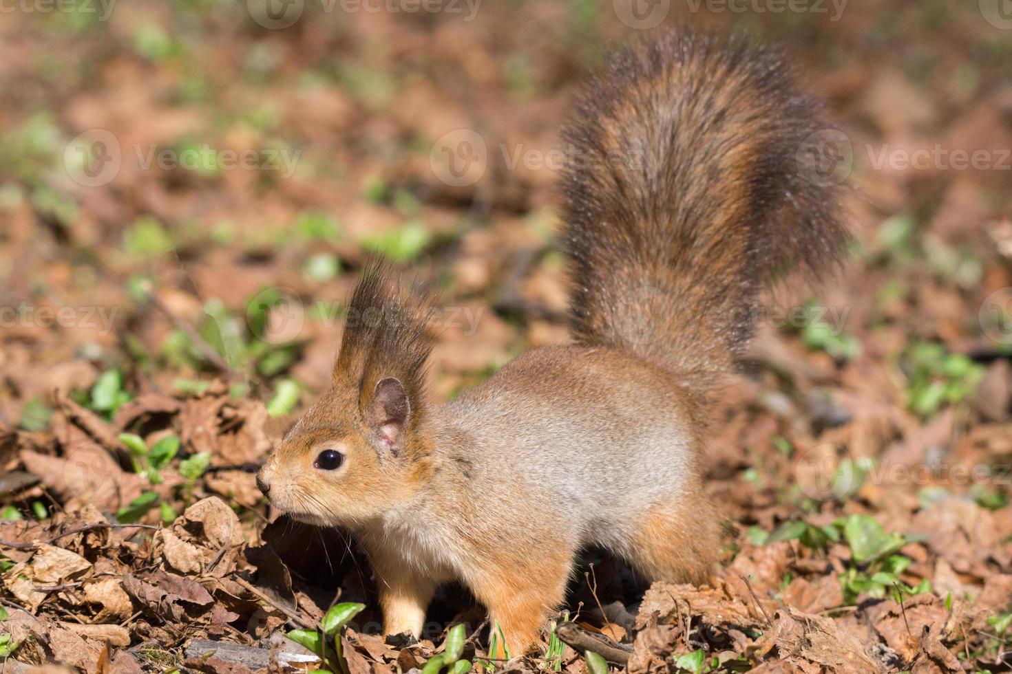 red squirrel on a tree photo