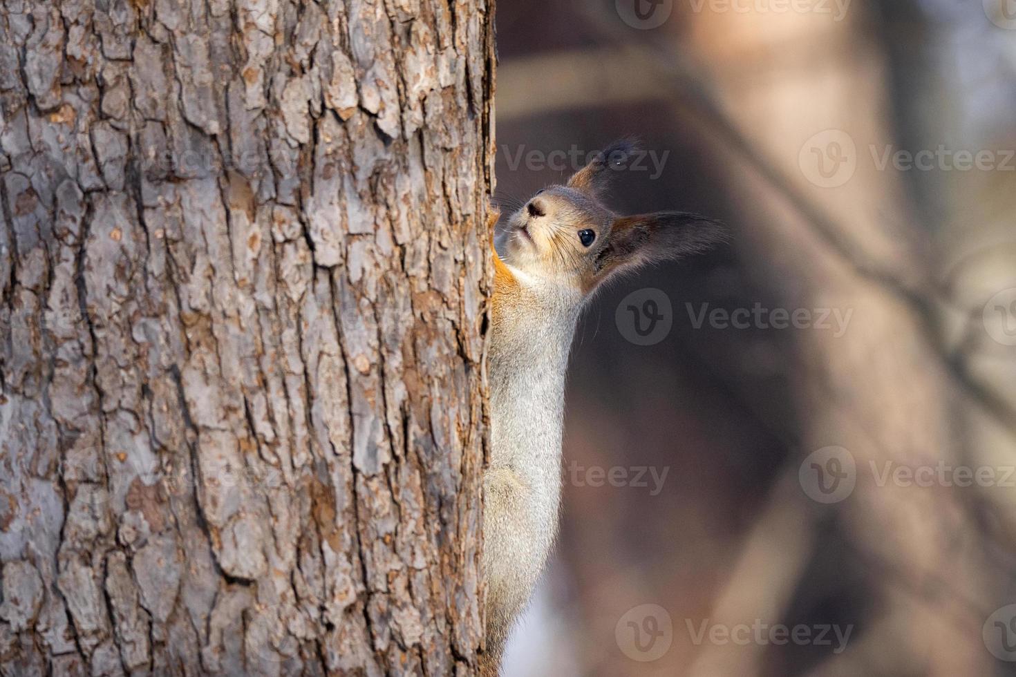 Squirrel tree in winter photo