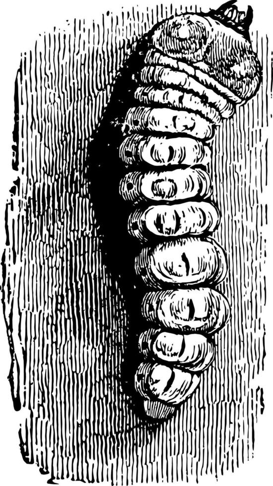 ilustración vintage de larva de escarabajo de cuernos largos. vector