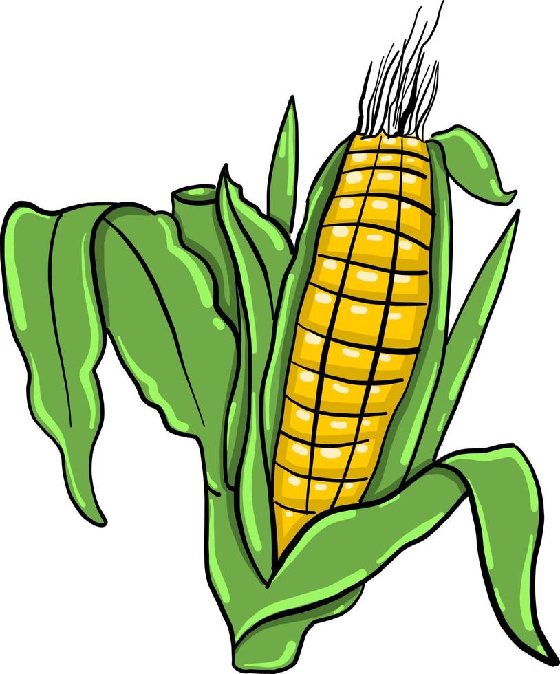 Corn drawing , illustration, vector on white background 13588661 Vector