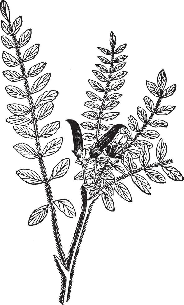 Astragalus vintage illustration. vector