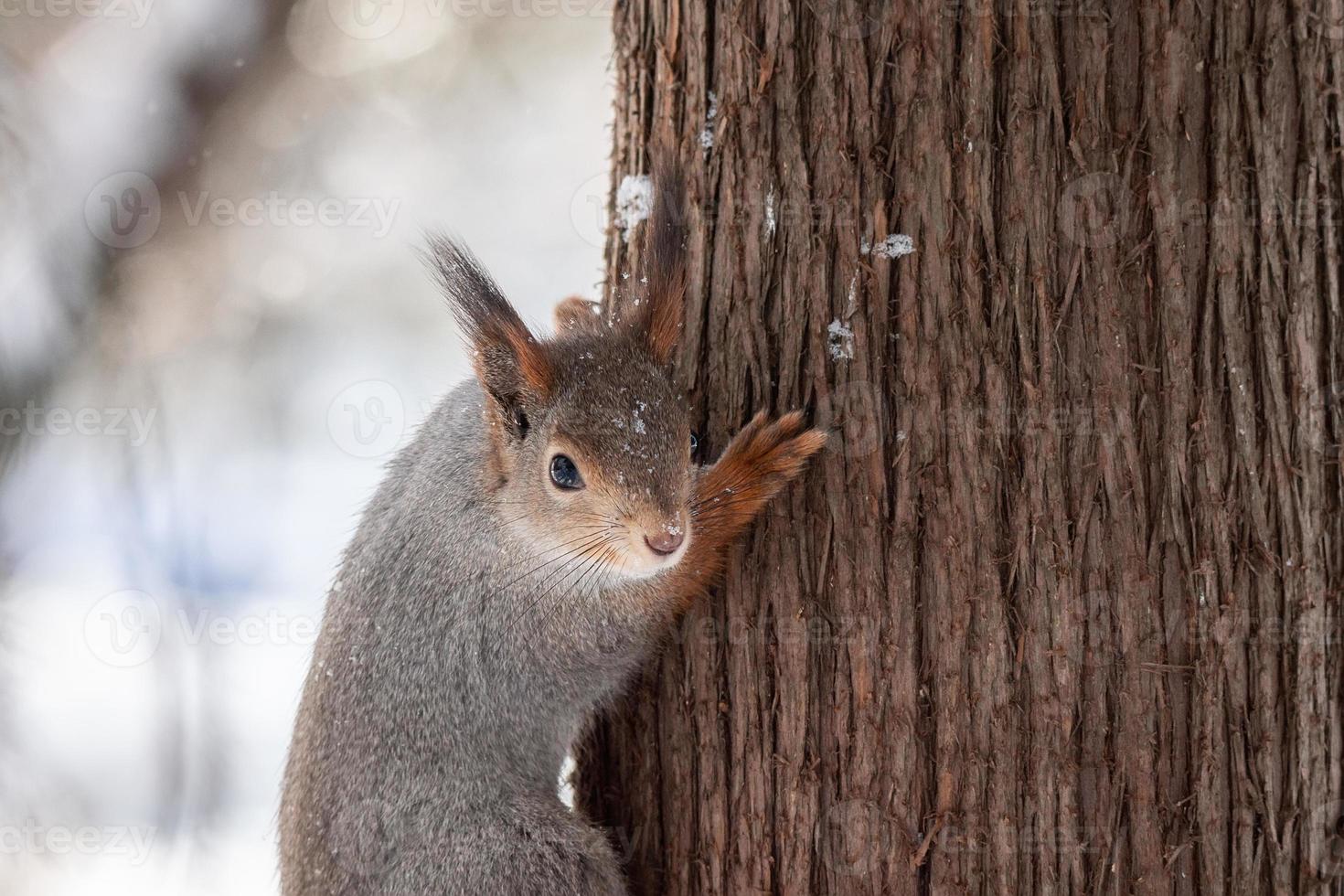 Squirrel tree in winter photo