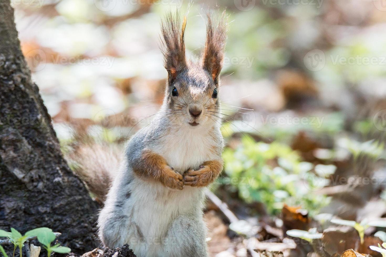 red squirrel on a tree photo