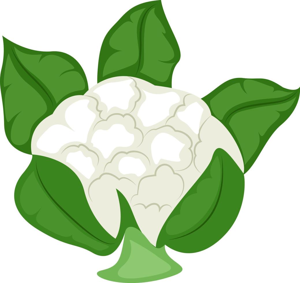 ilustración de coliflor de dibujos animados 13588781 Vector en Vecteezy