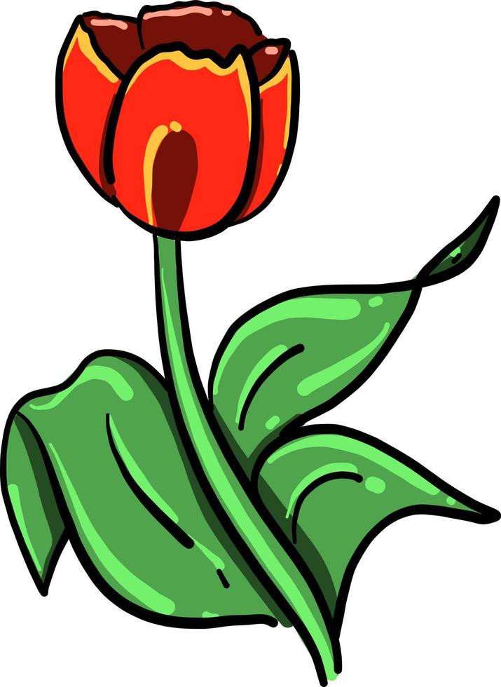 Poppy flower, illustration, vector on white background