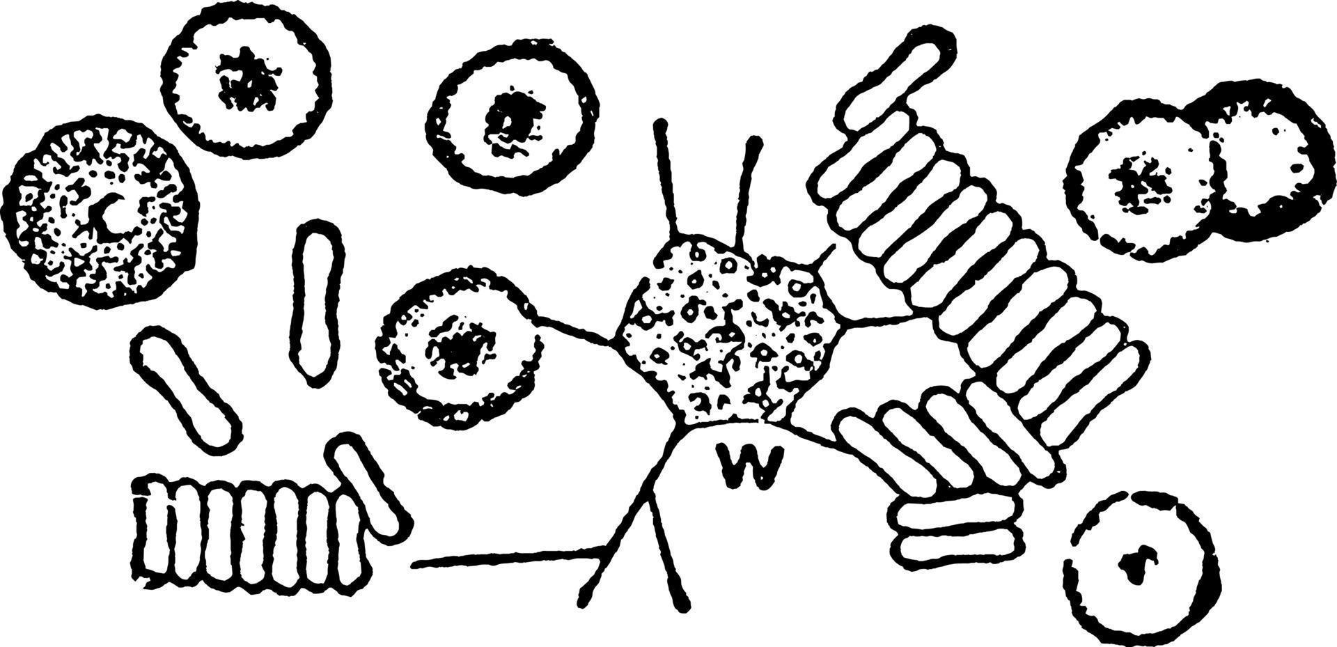 Red And White Blood Cells Vintage Illustration 13588814 Vector Art At red-and-white-blood-cells-vintage-illustration-13588814-vector-art-at