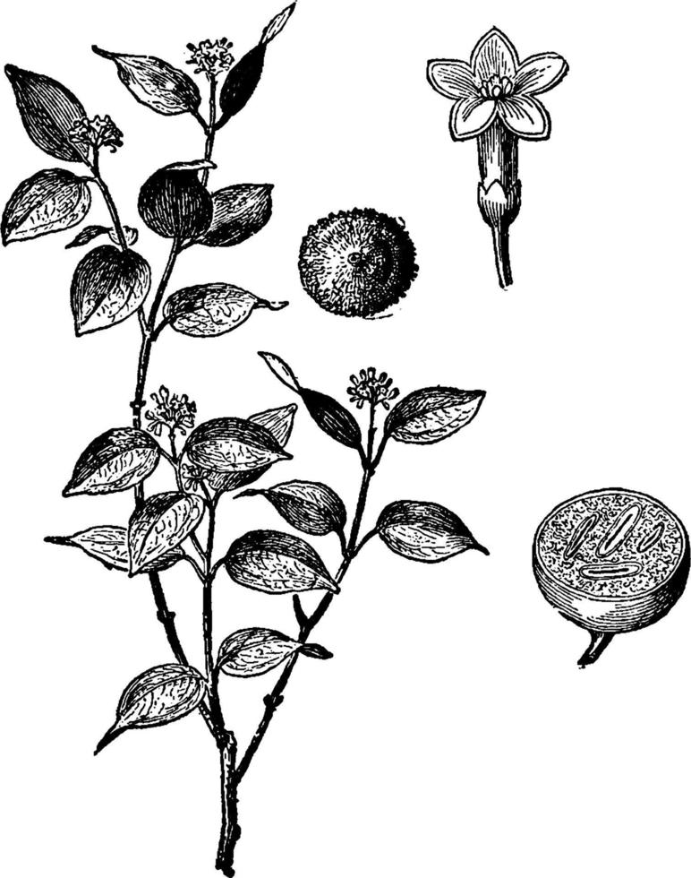 Nux Vomica vintage illustration. vector