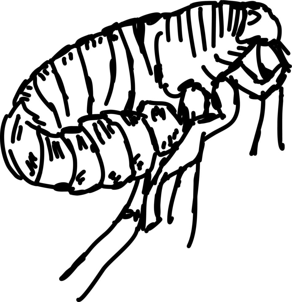 Flea drawing, illustration, vector on white background. 13588861 Vector