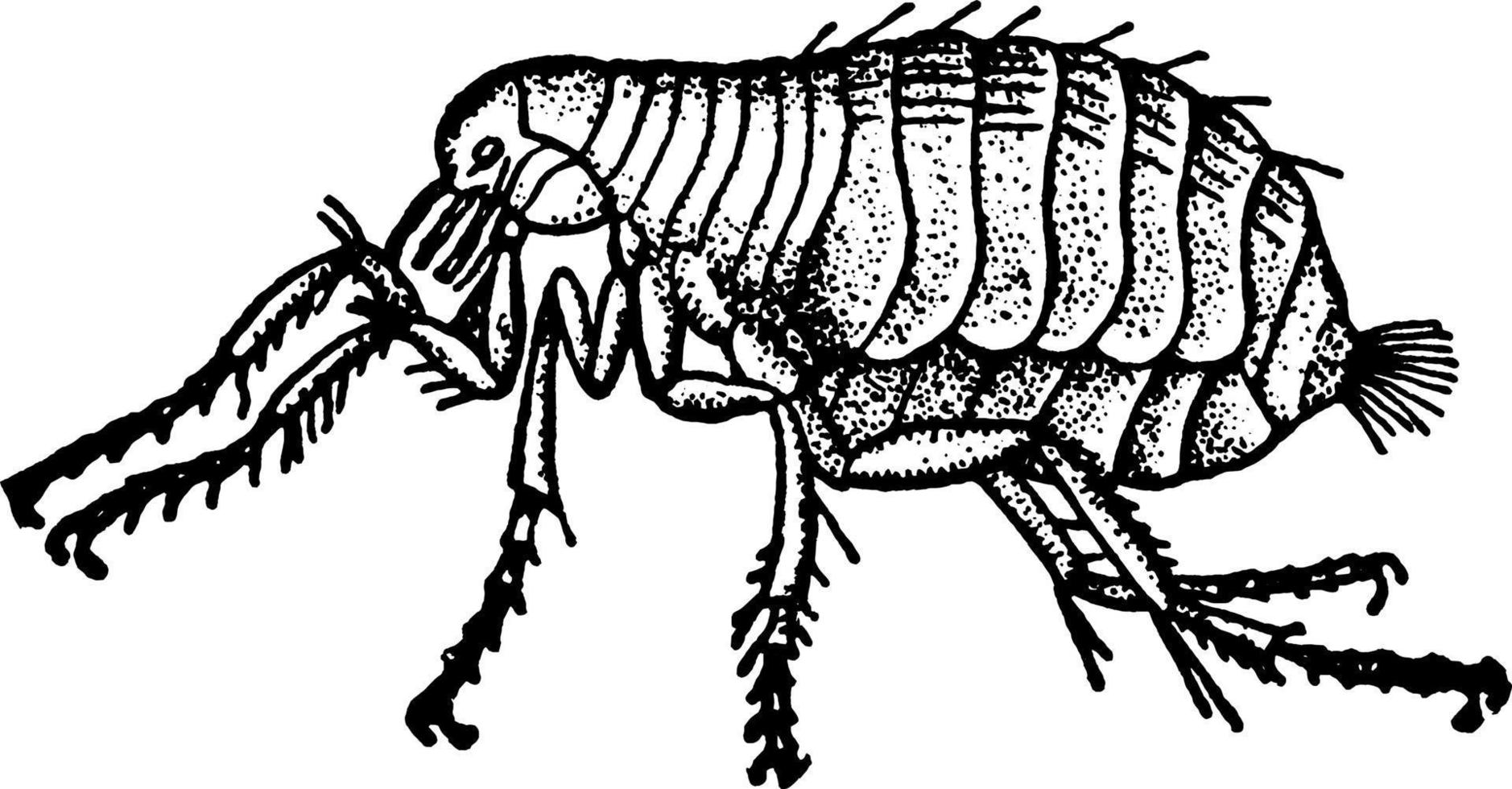 Flea Siphonaptera, vintage illustration. vector