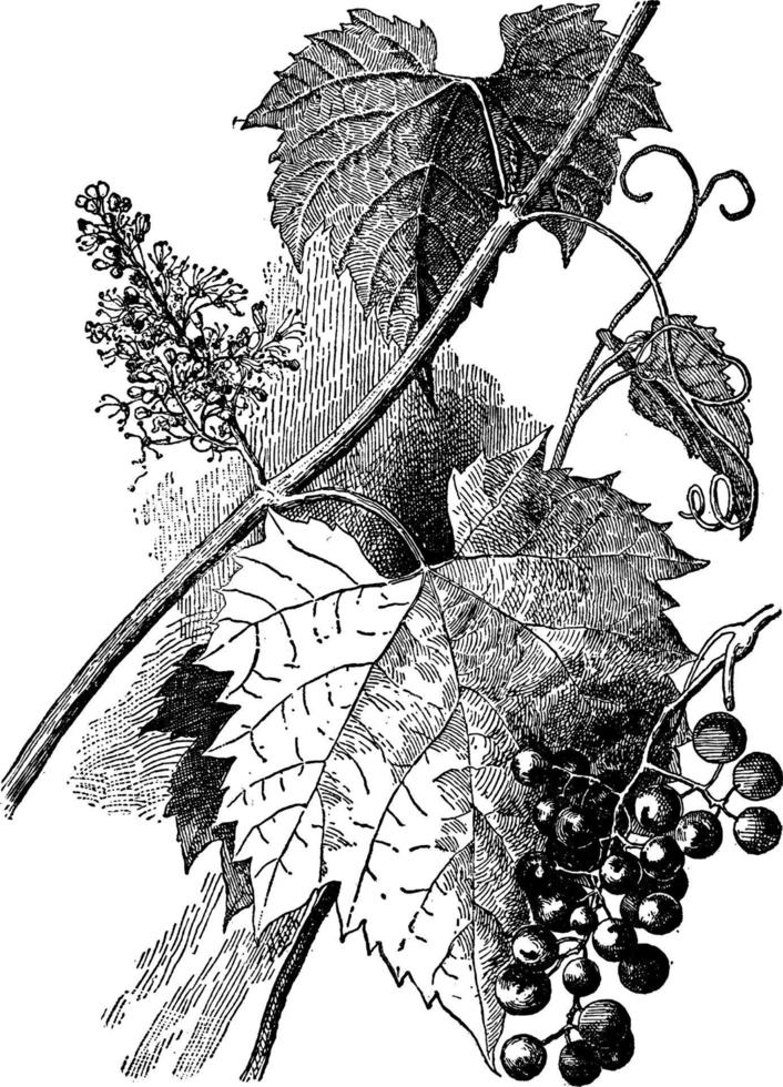 Vitis Vulpina vintage illustration. vector