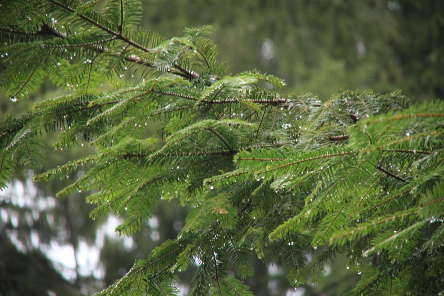 Rainy day in the pine forest photo