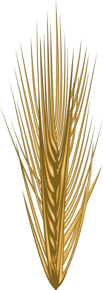 espiga dorada de trigo aislada en blanco vector