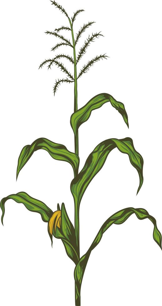 Green corn stalk isolated on white vector
