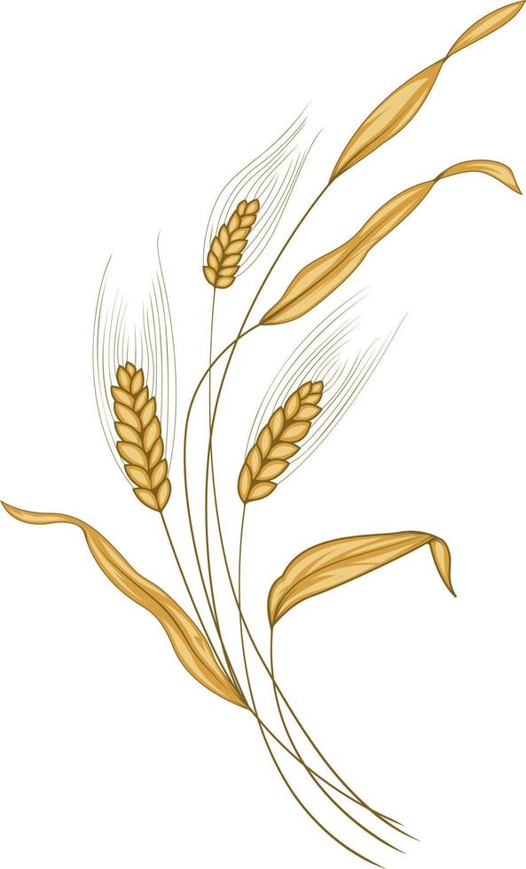 Ears of wheat in the wind isolated on white vector