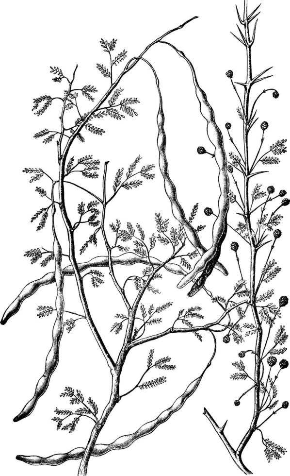 Acacia bush acacia constricta vintage illustration. vector