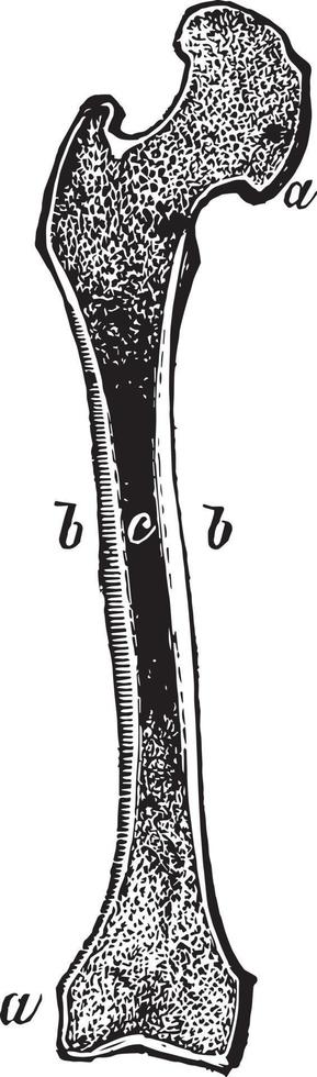 sección del hueso del muslo, ilustración vintage. vector