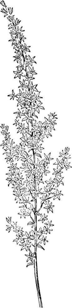 Featherbells, Stenanthium, Gramineum, Melanthiaceae, strikingly, ornamental vintage illustration. vector