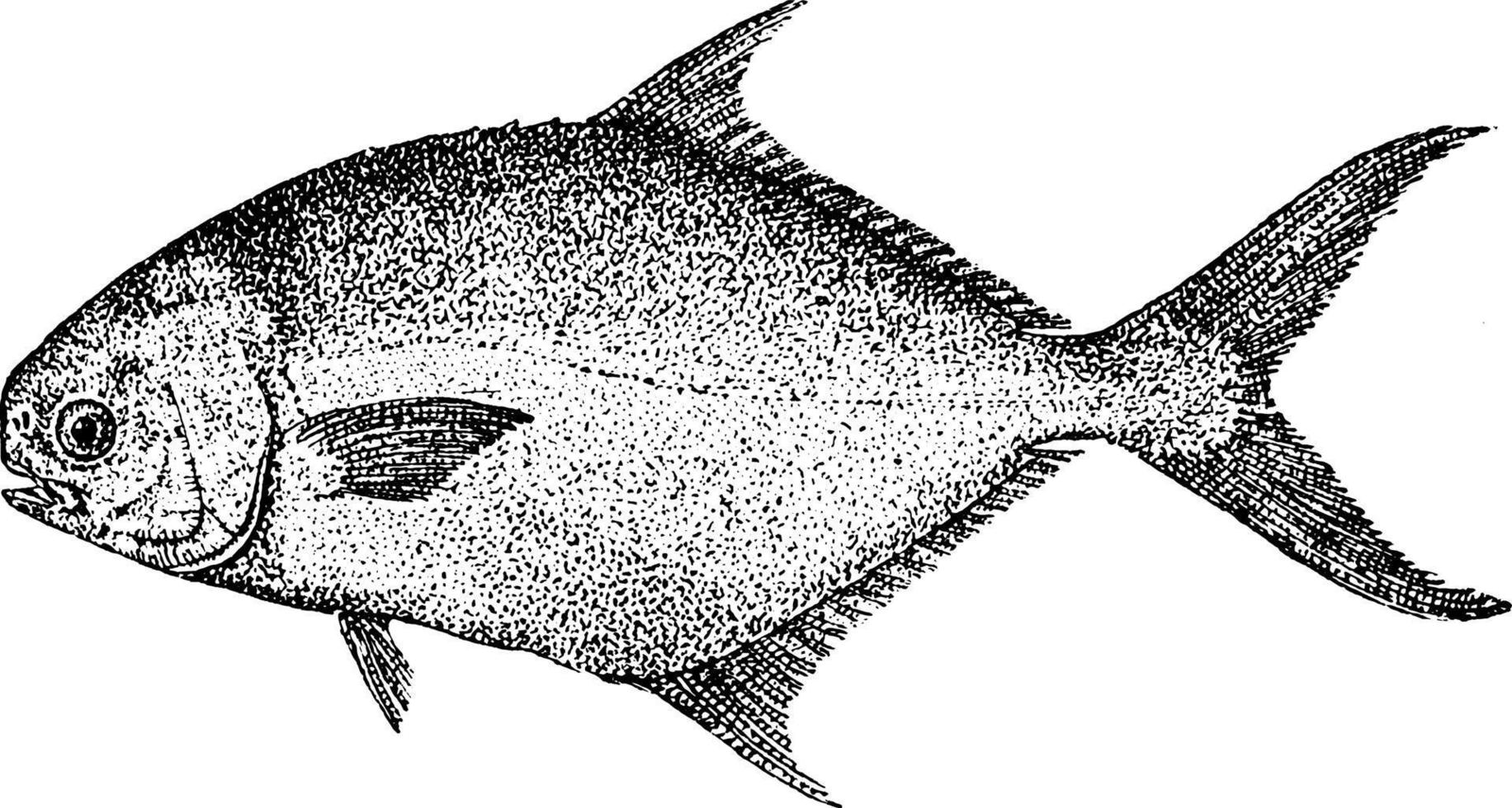 Common Pompano, vintage illustration. vector