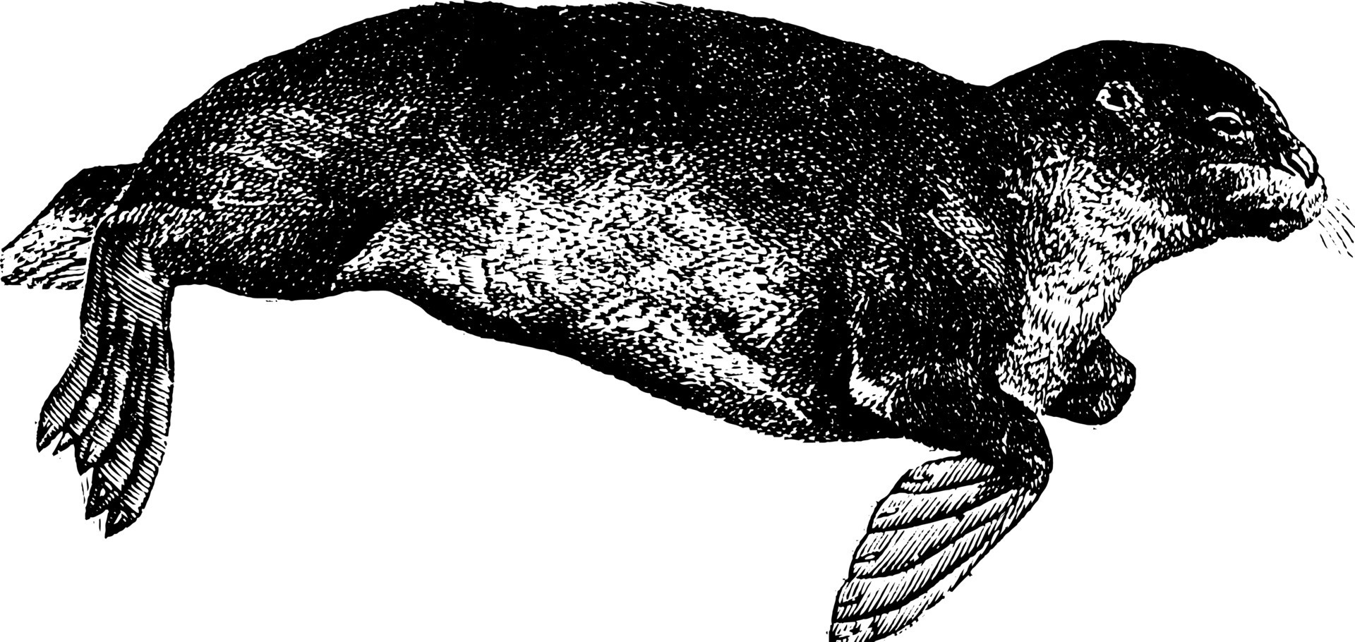 Seal, vintage illustration. 13589674 Vector Art at Vecteezy