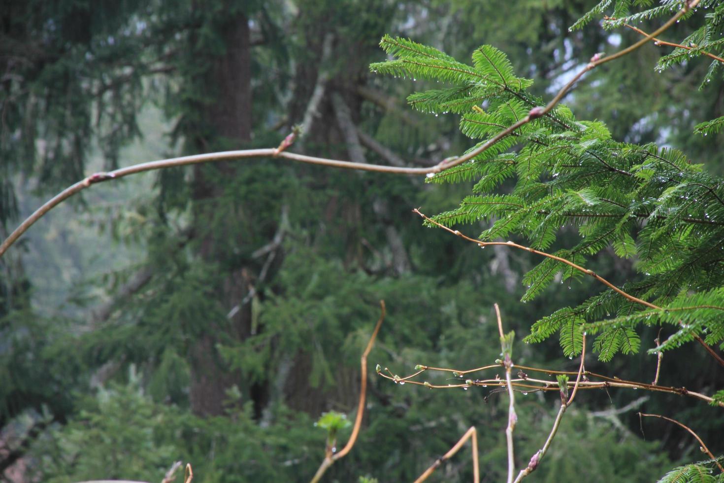 Rainy day in the pine forest photo