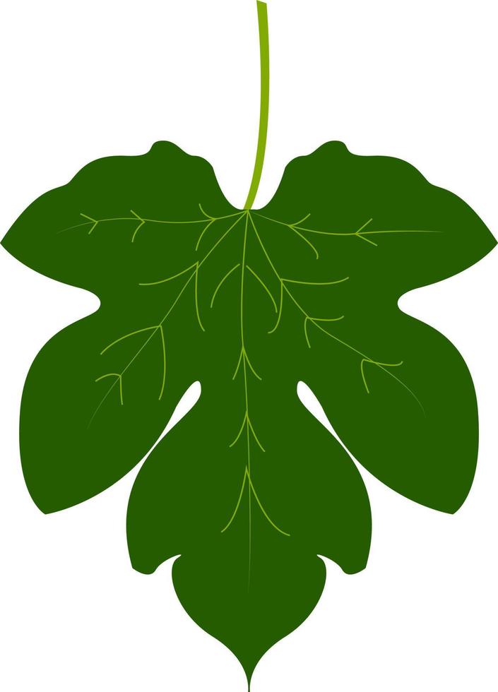 Fig leaf, illustration, vector on white background.
