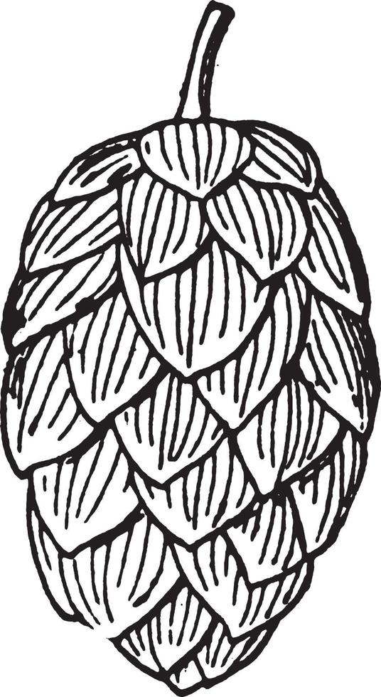 Hop strobilus vintage illustration. vector